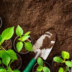 gardening-tools-and-seedlings